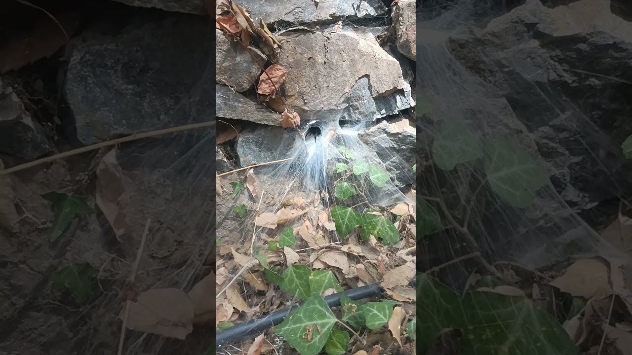 Funnel web spider attack