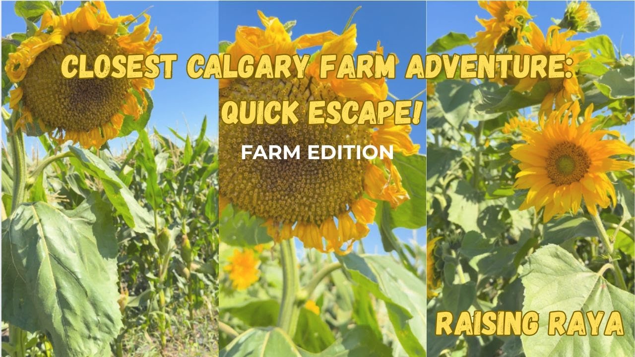 THE CLOSEST FARM IN CALGARY