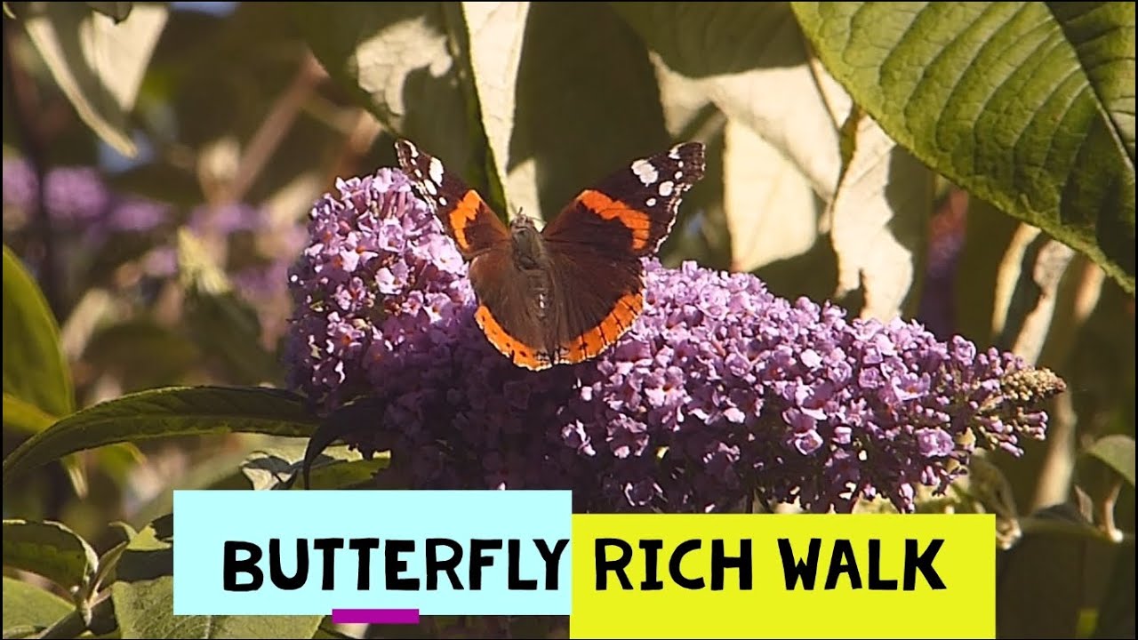 Can You Spot All The Bees and Butterflies?
