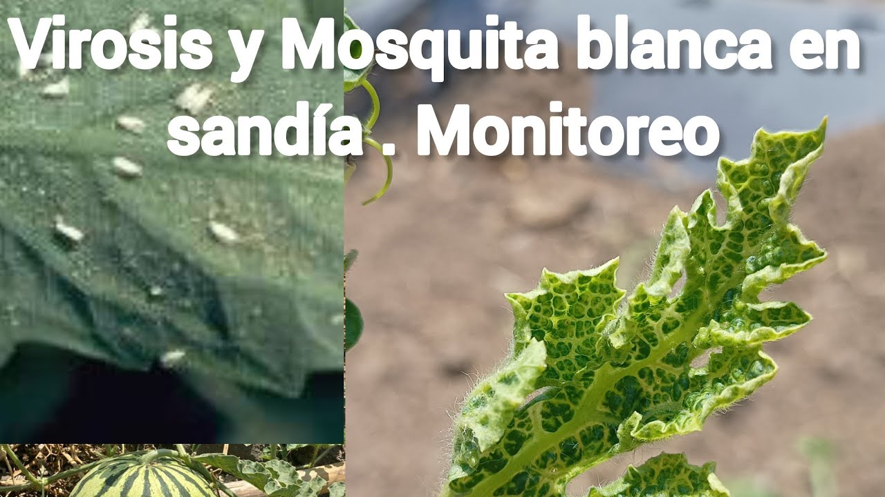 Virosis y mosquita blanca en sandía. Dosis y Tips.