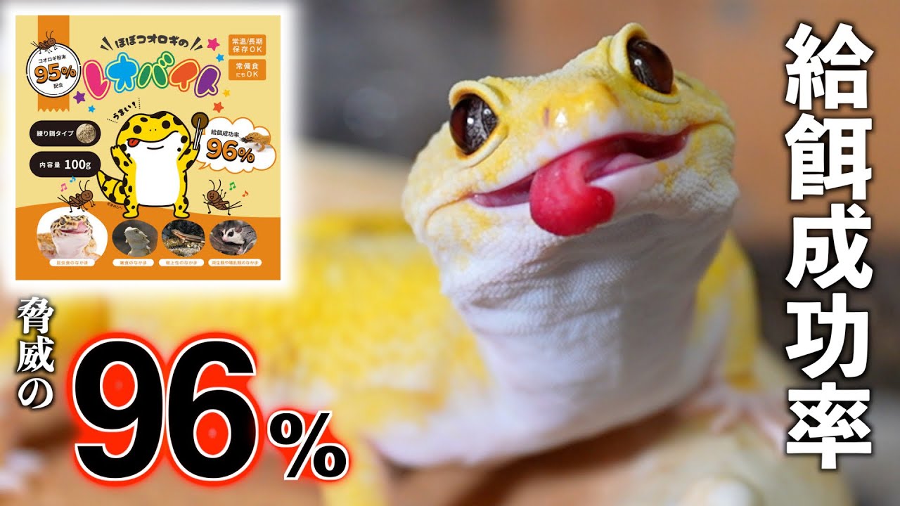 ほぼ全てのレオパが食べる！？この人工フード、最強です。【レオバイト】