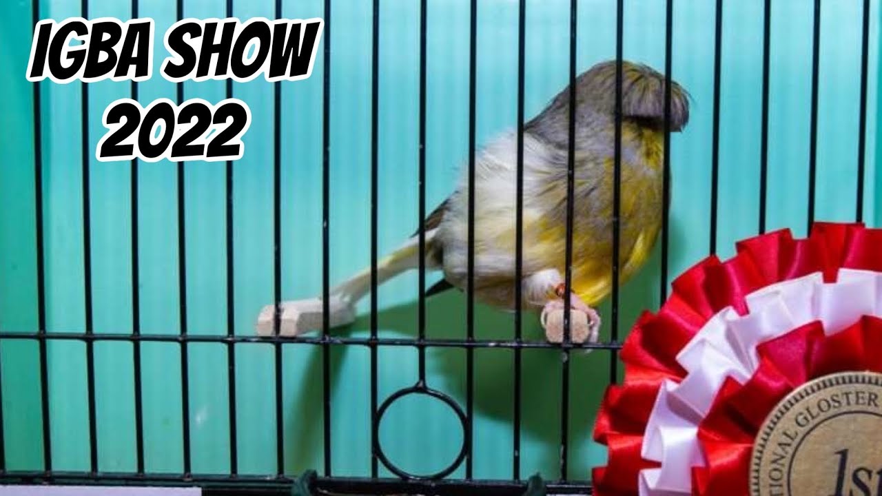 International Gloster Canary Show 2022 - IGBA