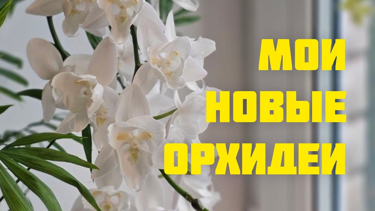 Мои новые орхидеи.