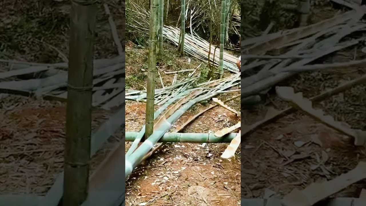 Manual Bamboo Splitting! 🎋⚡ #farmoratv #nature #asmr