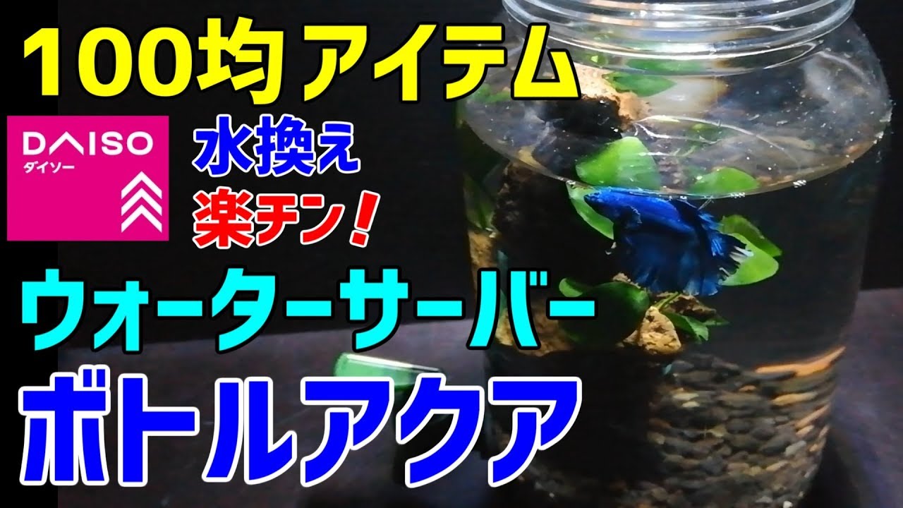 ウォーターサーバー【ボトルアクアリウム】作り方 水換え超簡単！ダイソーアイテムでベタ・メダカ用ボトルアクアリウム作成～How to make a bottle aquarium～