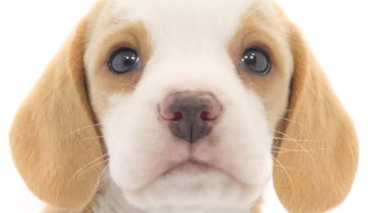 【ビーグル犬】3ヶ月のパピーが1歳になるまでの成長記録