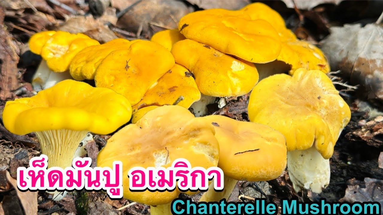 เก็บเห็ดมันปูฝรั่ง ดอกตะมุตะมิ เห็ดเหลืองป่าอเมริกา นิวยอร์ค chanterelle mushrooms