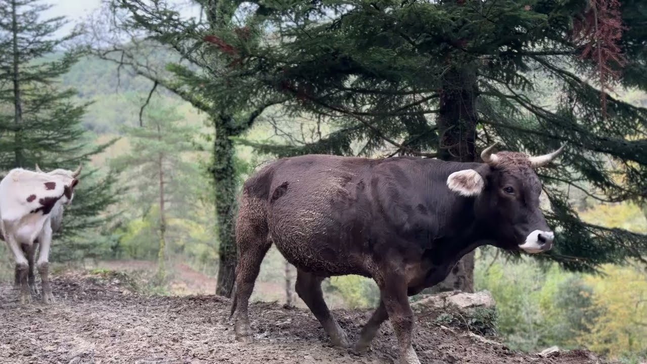 🐮🐄 VAMOS A RECOGER A LAS VACAS Y TOROS 🐂