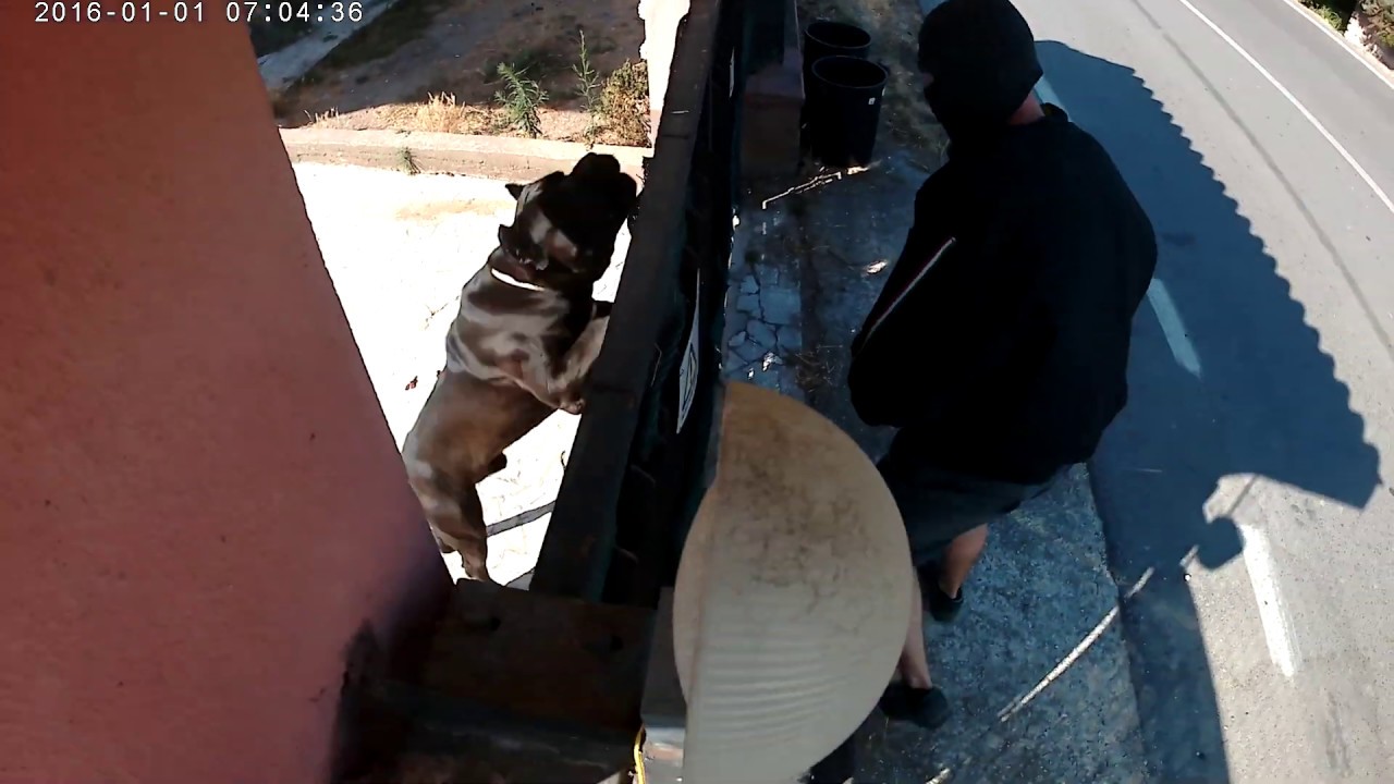 Cane Corso da guardia ,prova anti-intrusione. 