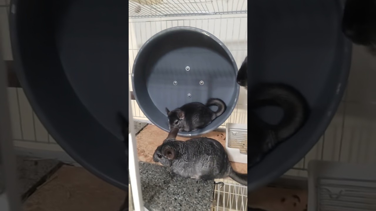 She said, "Get your own wheel."😭
