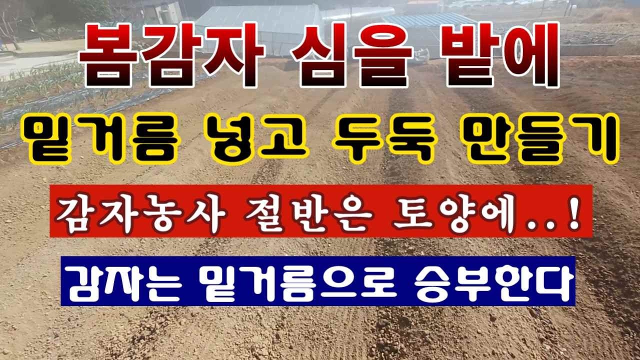 [텃밭농부 2,152]  봄감자 심을 밭에 밑거름 넣고 두둑 만드는 방법! 감자는 밑거름으로 승부한다! #감자재배