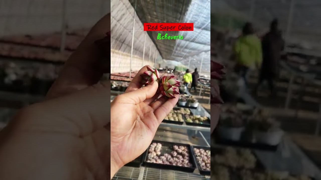 Youtube Succulent|Echeveria|Red Super Colon