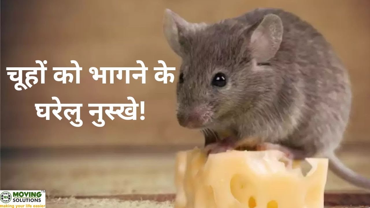 How to Get Rid of Rat/Natural Home Remedies for Rat Control/Rat Control Tips