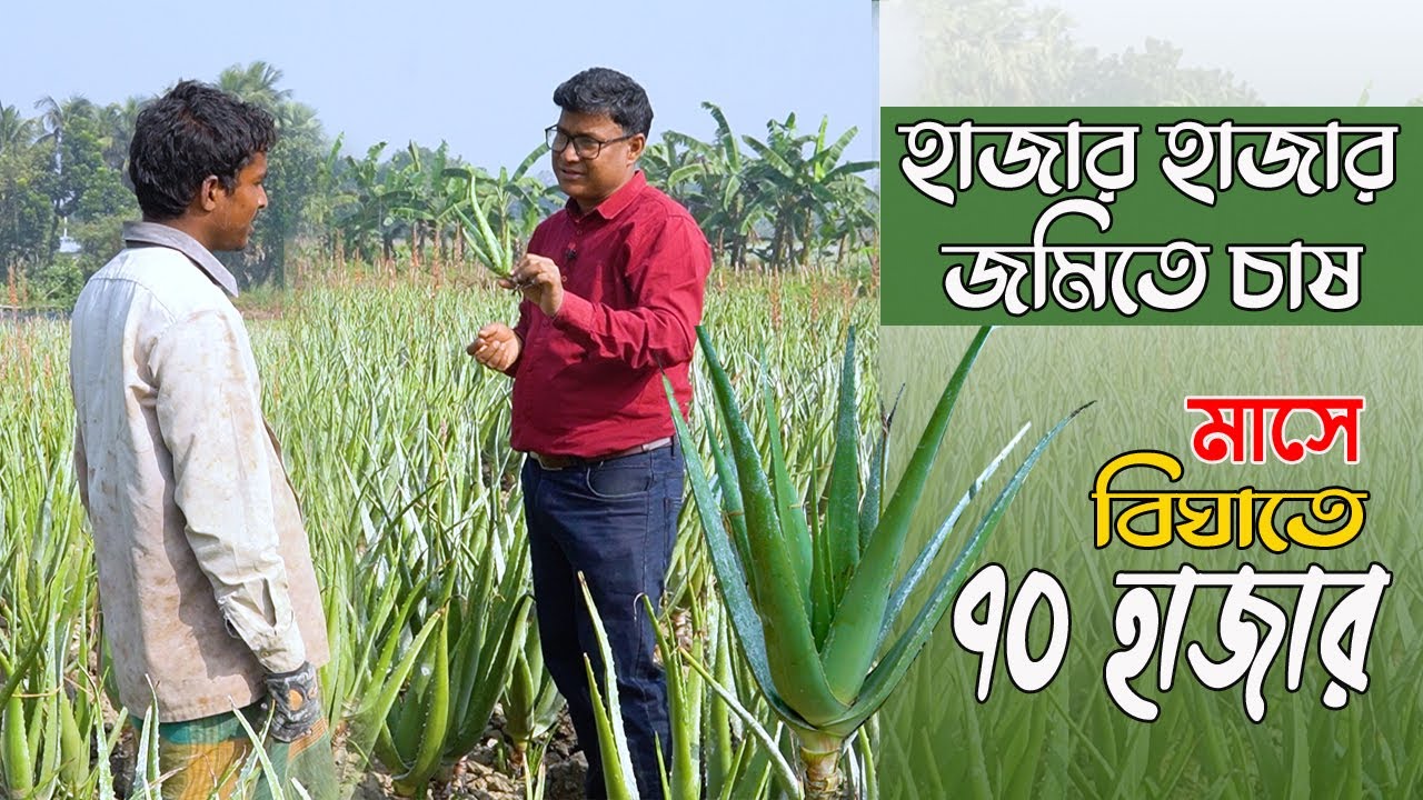 অল্পতেই বেশী লাভ। হাজার হাজার জমিতে এলোভেরা চাষ হচ্ছে । ঔষধি এই গাছ