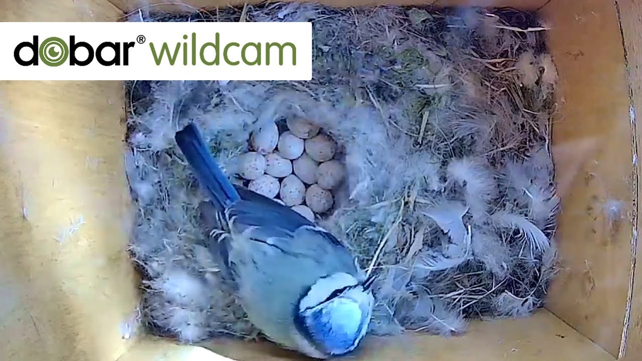 Blaumeisenpaar Blue und Sky: 13 Eier 🥚 im Nest! Jetzt beginnt die Brutzeit