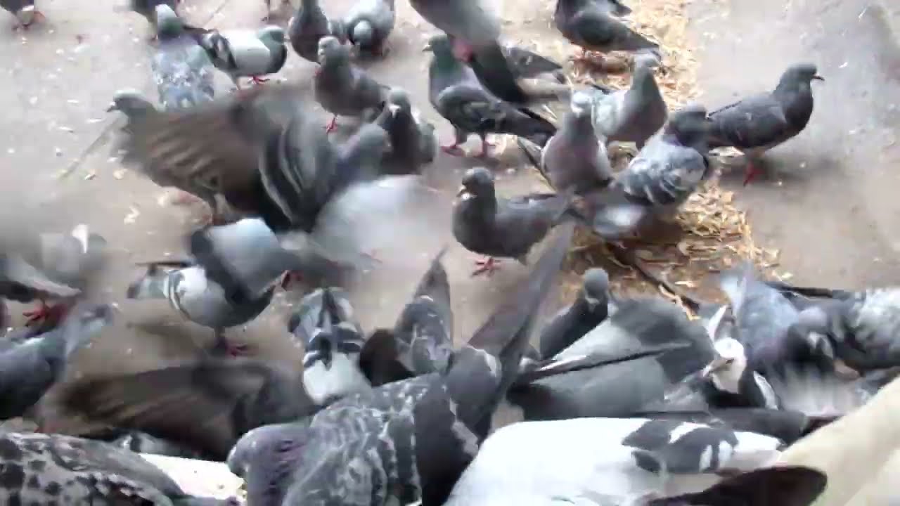 Шевелящаяся куча голубей (A lot of pigeons behind  my window)
