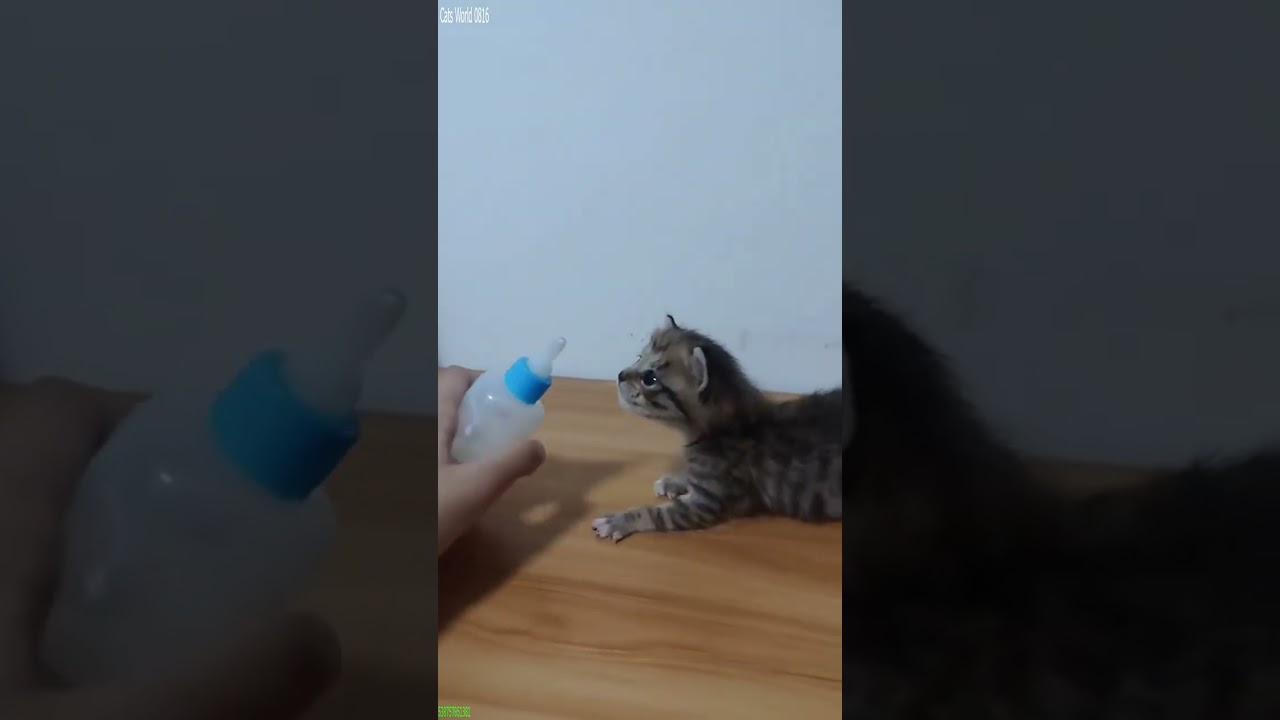 Funny Cats 2024 😸 funny cats moments 😼 # Part 4843