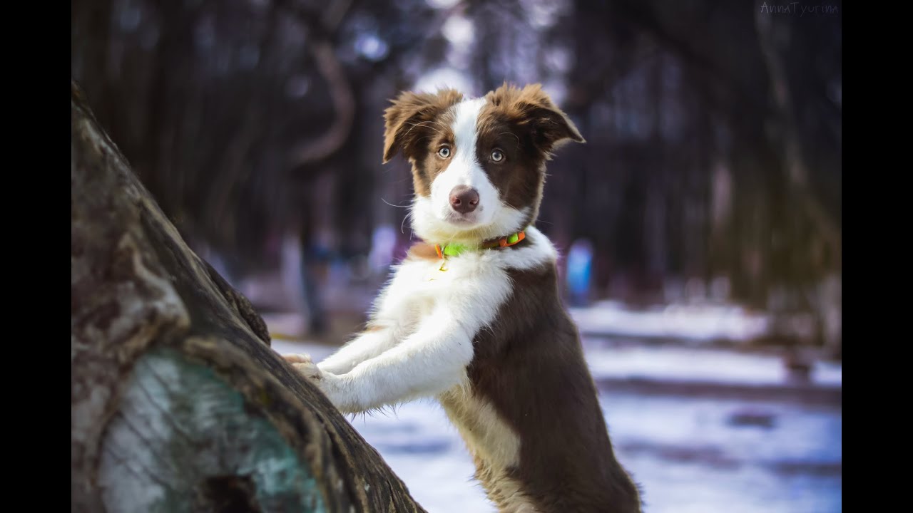 Vic - 3 months border collie puppy ♥