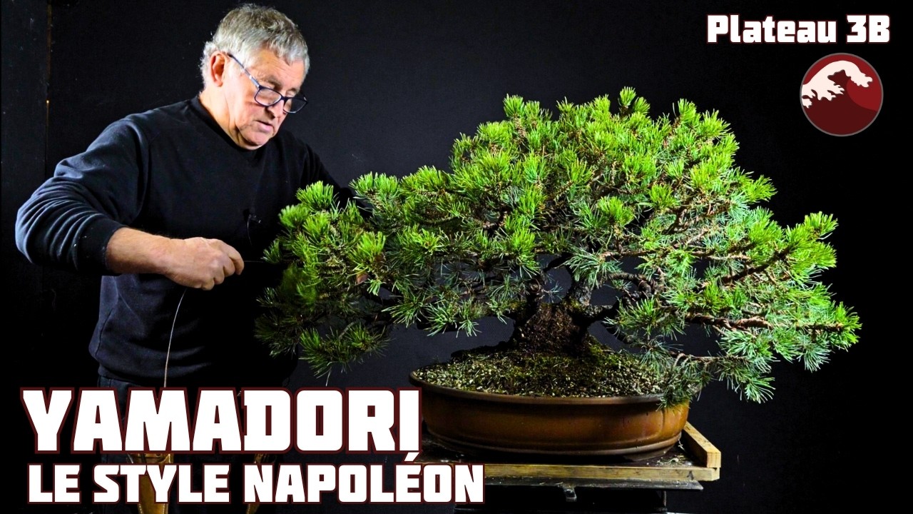 Pin à Crochet - Napoléon Restyling - Épisode 2 🌱 NEJIKAN BONSAI 🌱