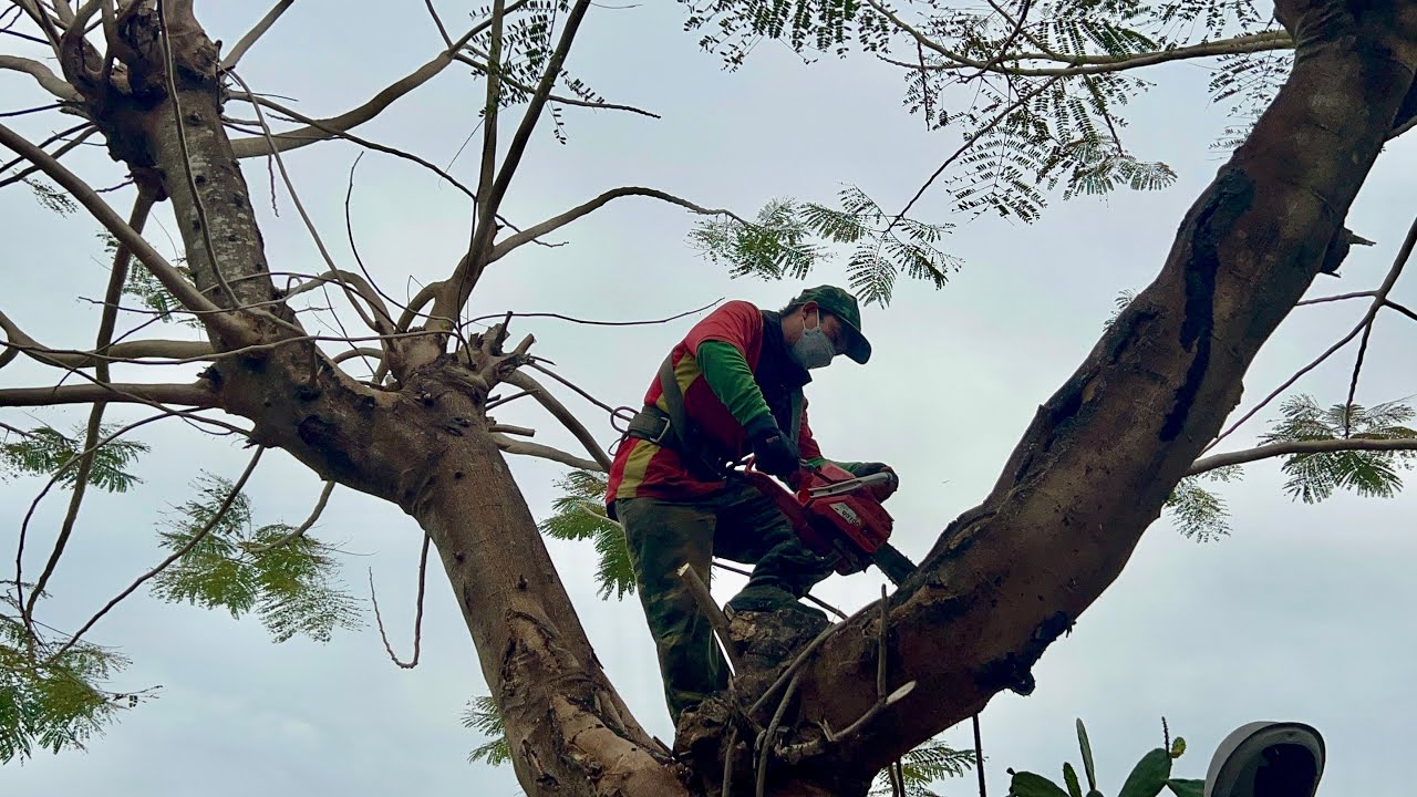 The man who saw the Diep tree has a strange sticker