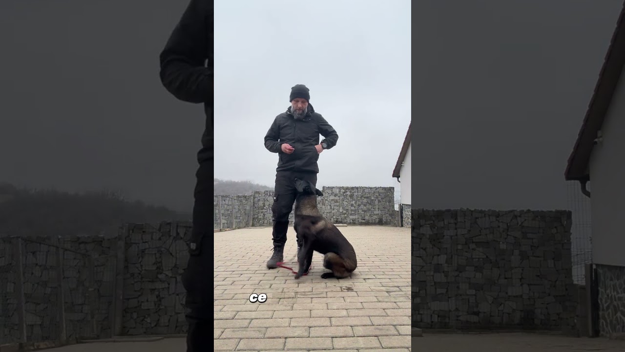 Dresaj femelă malinois 