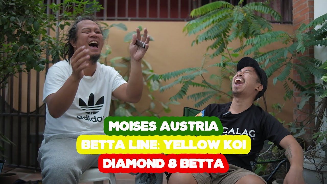 USAPANG LINE BREEDING AT IBA PANG BREEDING TEKNIK. DIAMOND 8 BETTA LINE YELLOW KOI NI MOISES AUSTRIA