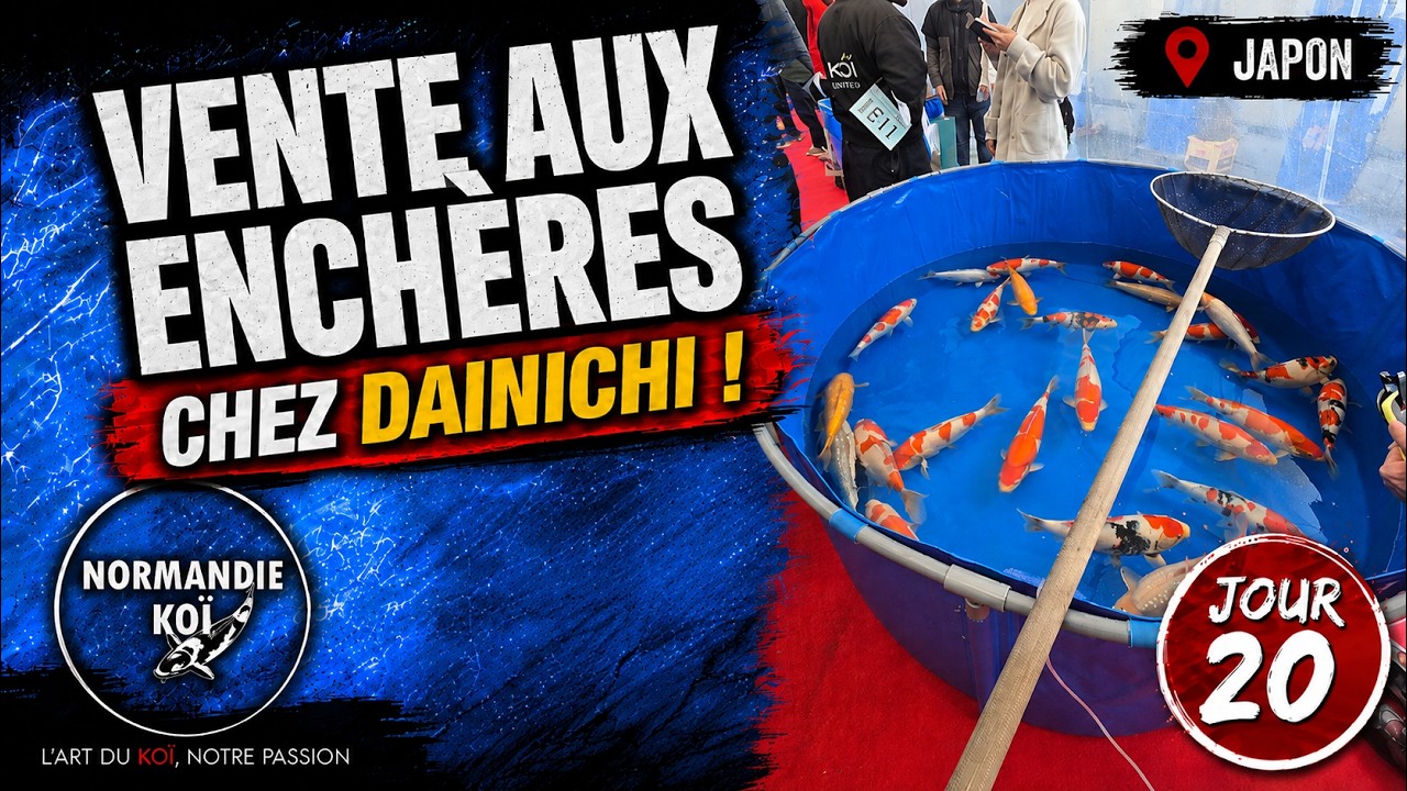 Enchères Dainichi & sélection Koshiji – Voyage 2025