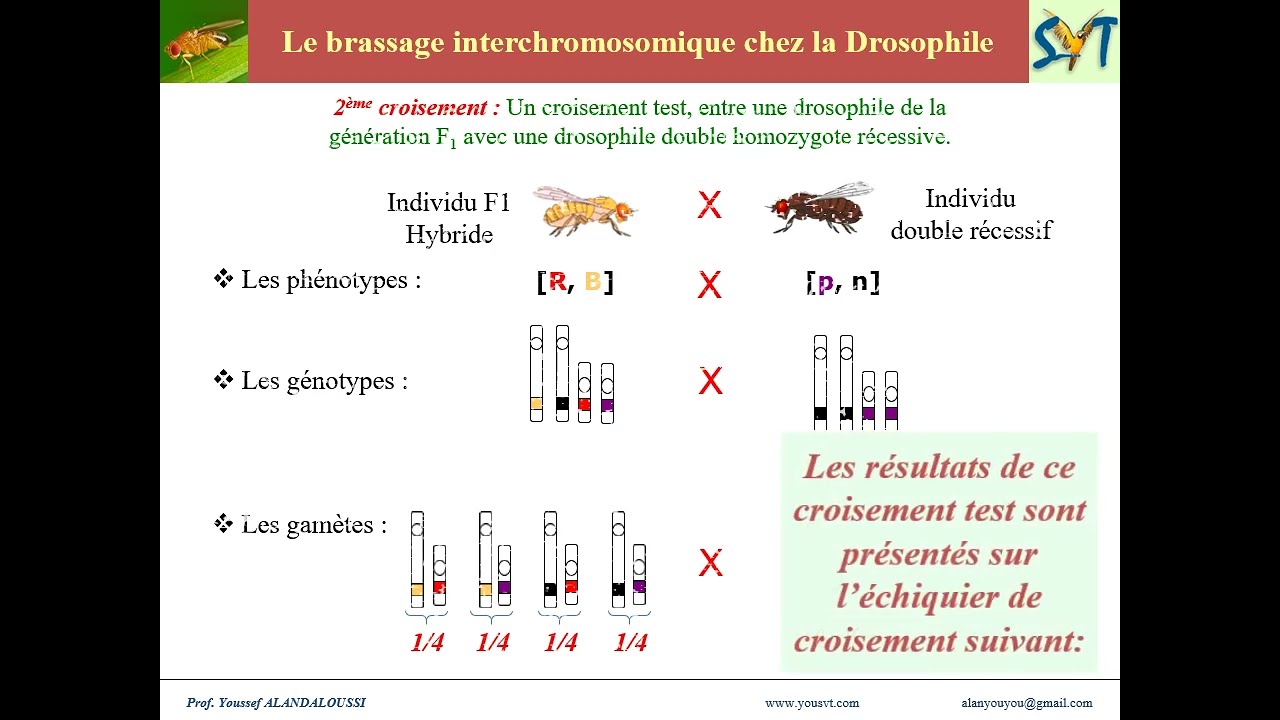 Le brassage interchromosomique chez la Drosophile
