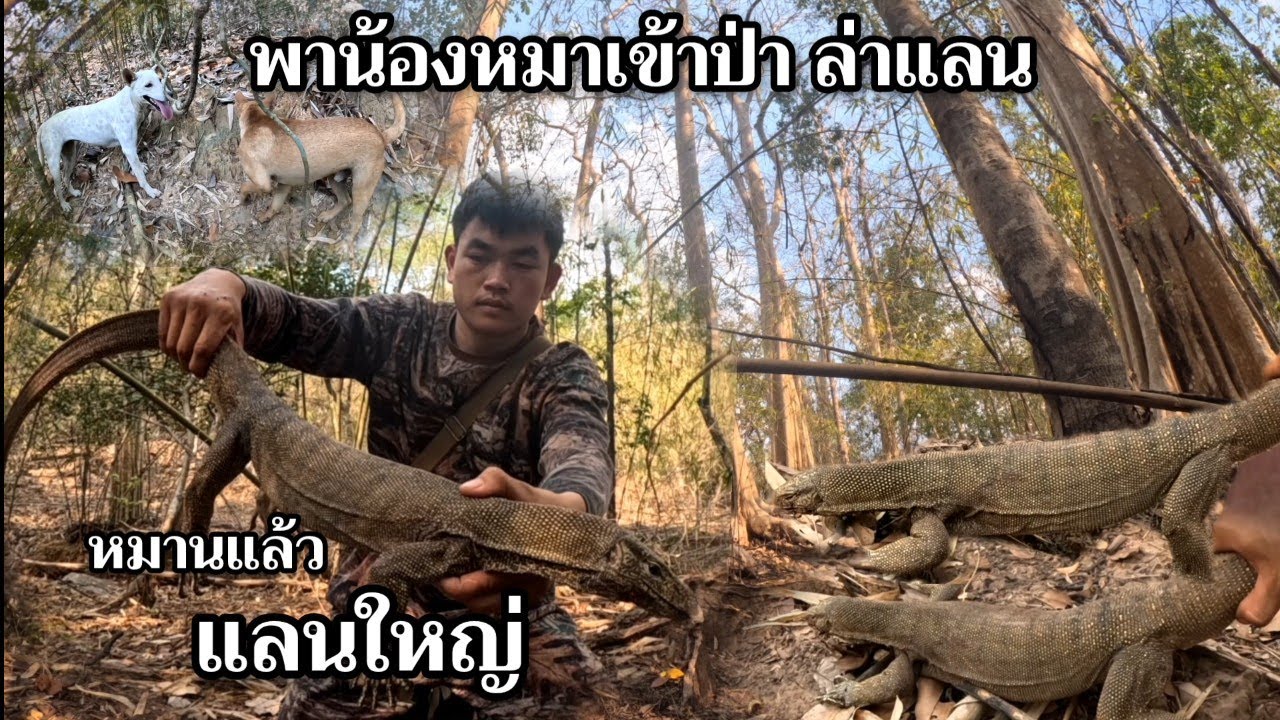 ตัวแรกของปี หมานแลนใหญ่แล้ว27 เมษายน ค.ศ. 2025