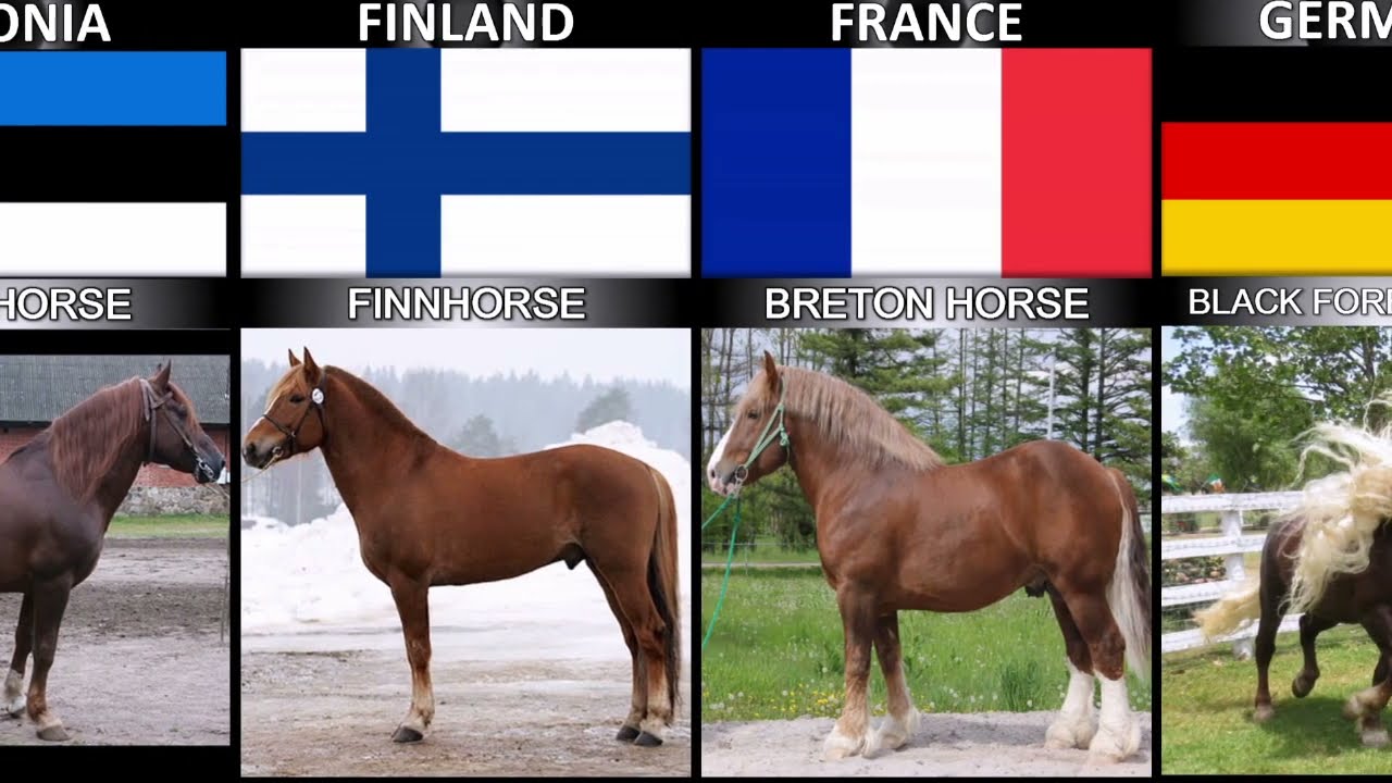 List of Horses From Every Country