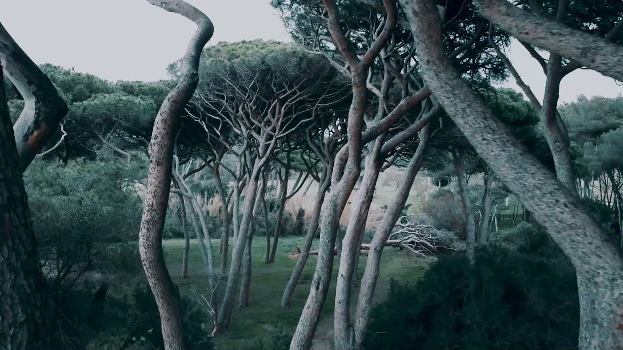 Tree camping baratti