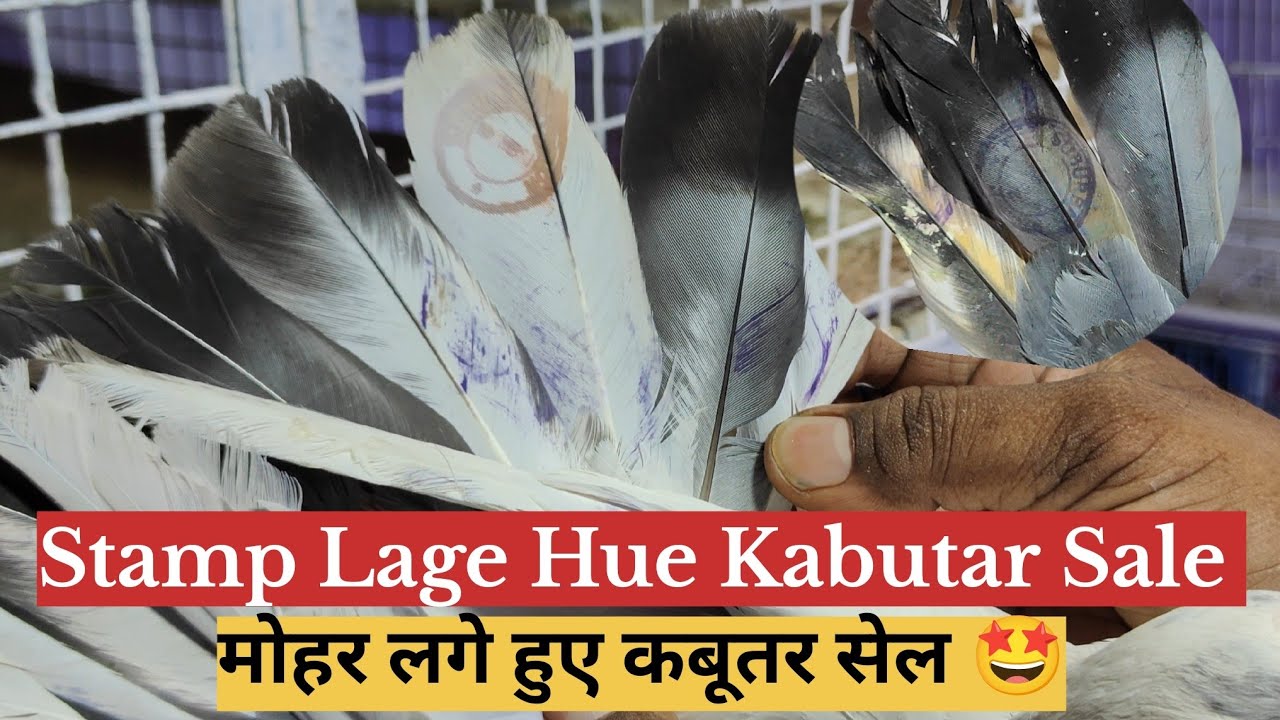 Mohar Lage Hue Kabutar Sale || मोहर लगे हुए कबूतर सेल 🤩 : 9136228623