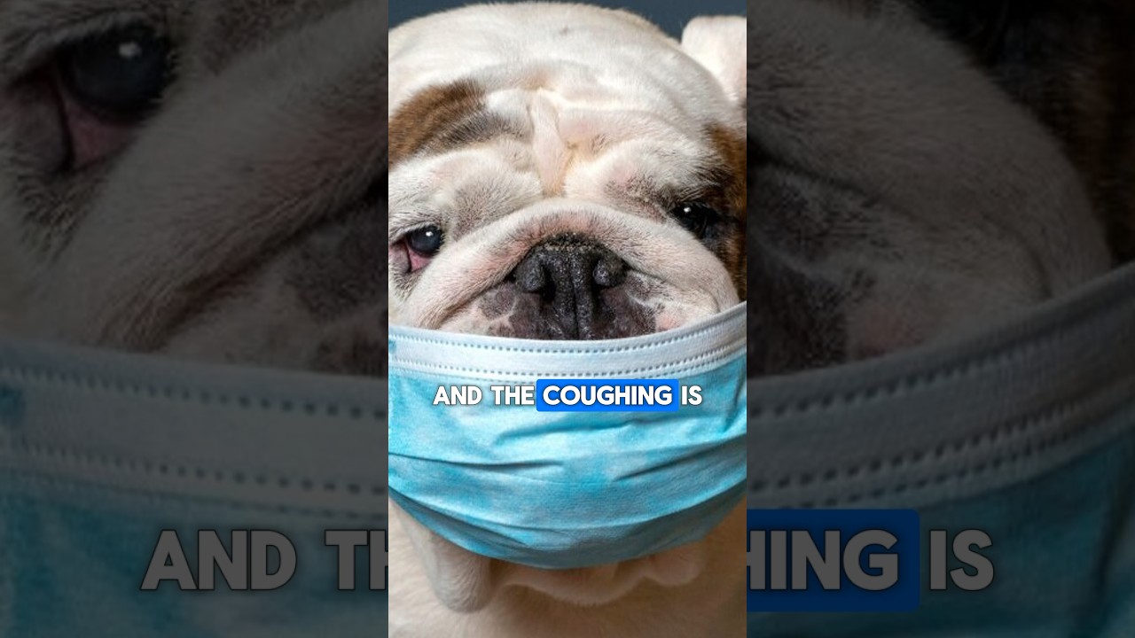 Does Your Dog Have a Dry, Hacking Cough? Here&rsquo;s What You Need to Know - Kennel Cough 101 #Shorts
