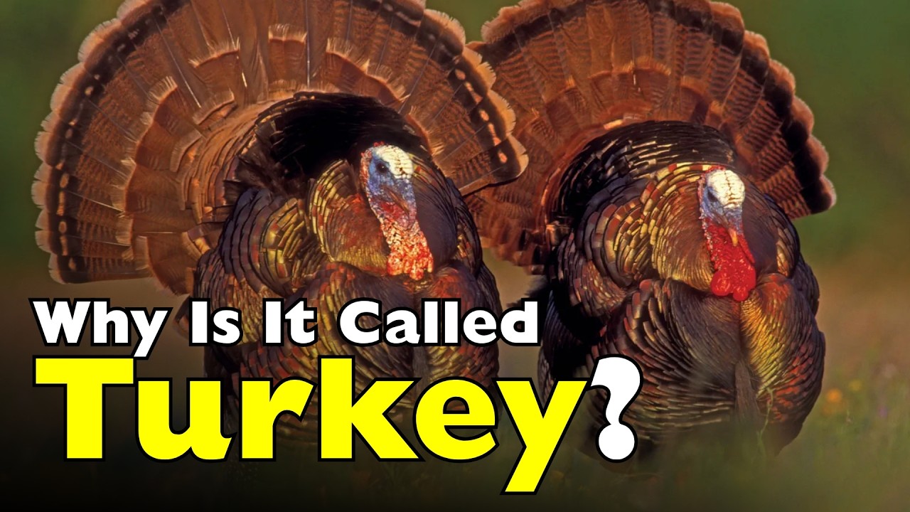 Почему это называется «индейка», если она не из Турции? [ID0714]