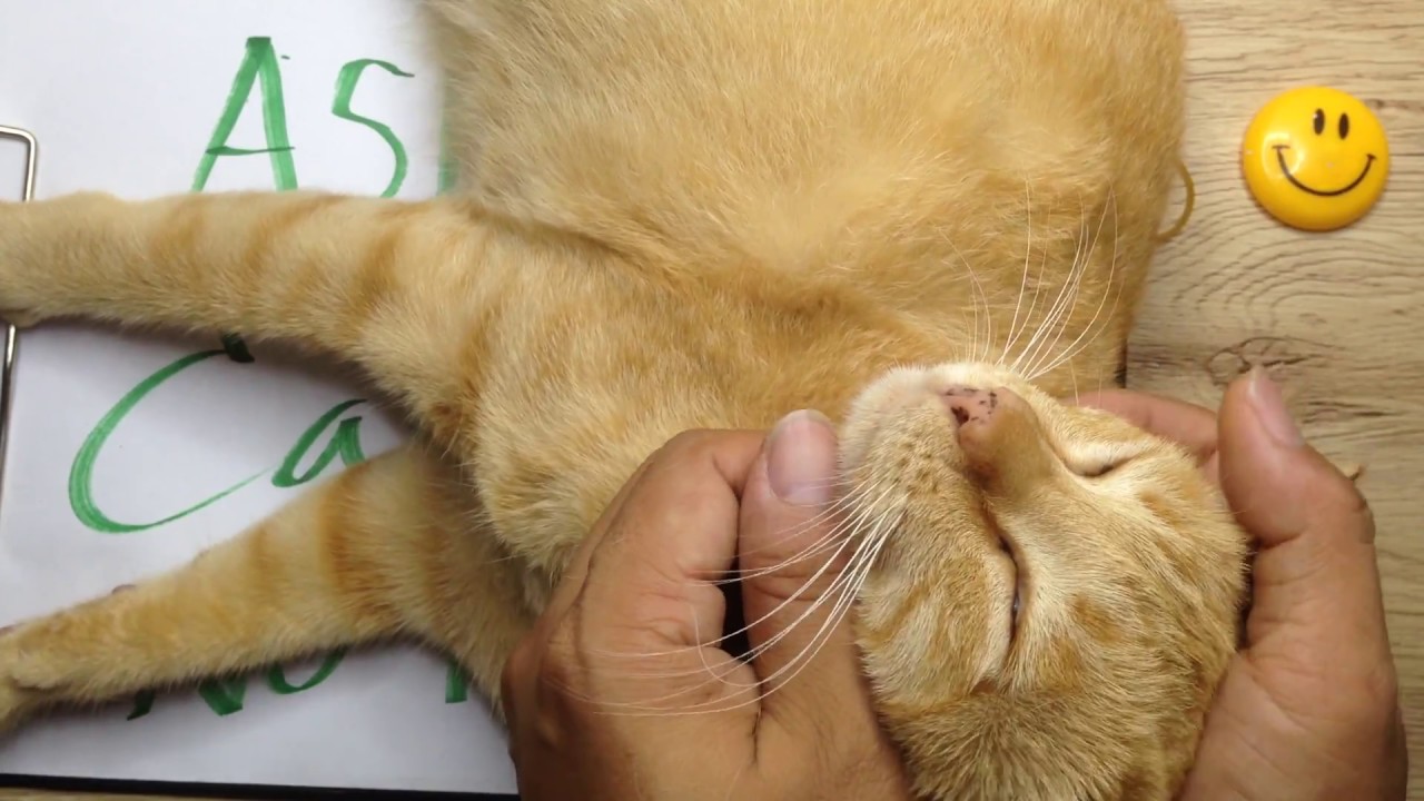ASMR Deep Sleep Cat Massage No Talking Happiness Cat