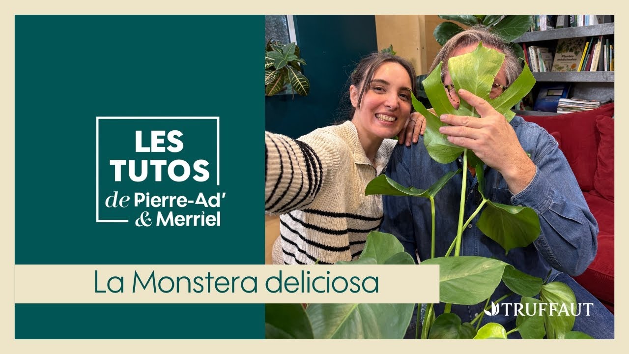 la #monstera deliciosa : une plante tropicale pour la maison - Truffaut