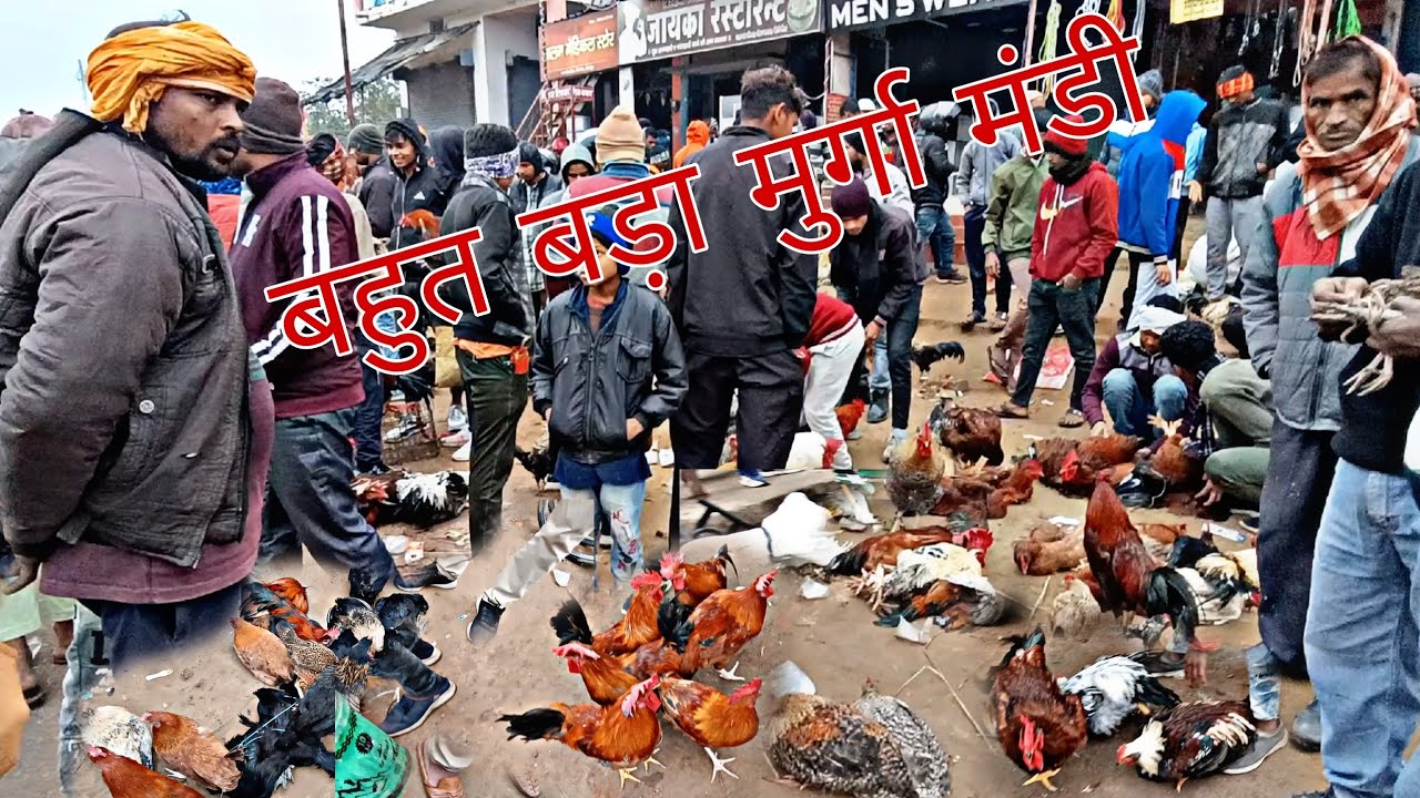 desi murga Mandi chauri chaura