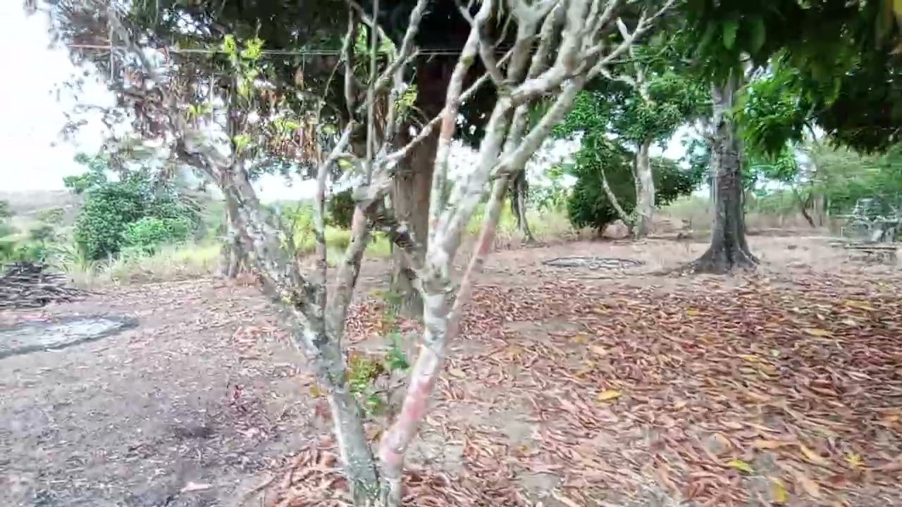 Sítio pra vender em vitória  com 4 equitares com casa muita água apenas um km da  pe 45 valor 330 mi