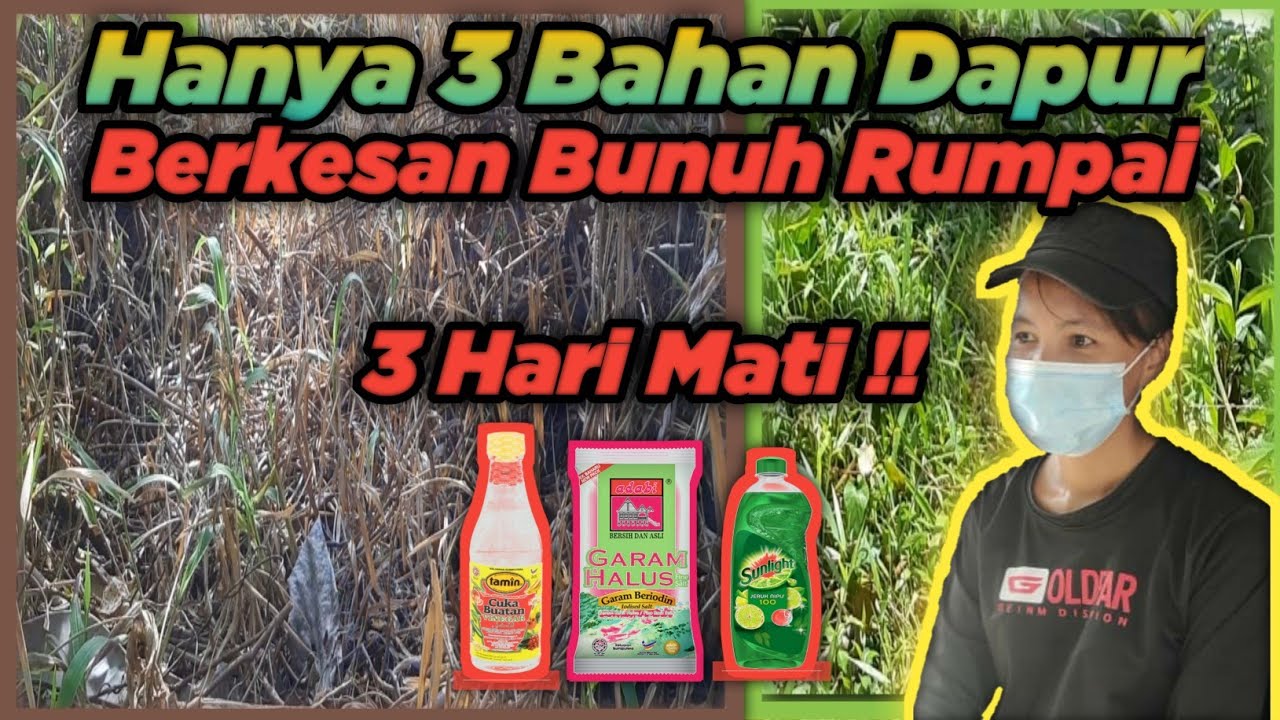 Meracun Rumput Hanya Dengan 3 Bahan Dapur #racunrumput #racunorganik #racunrumpai