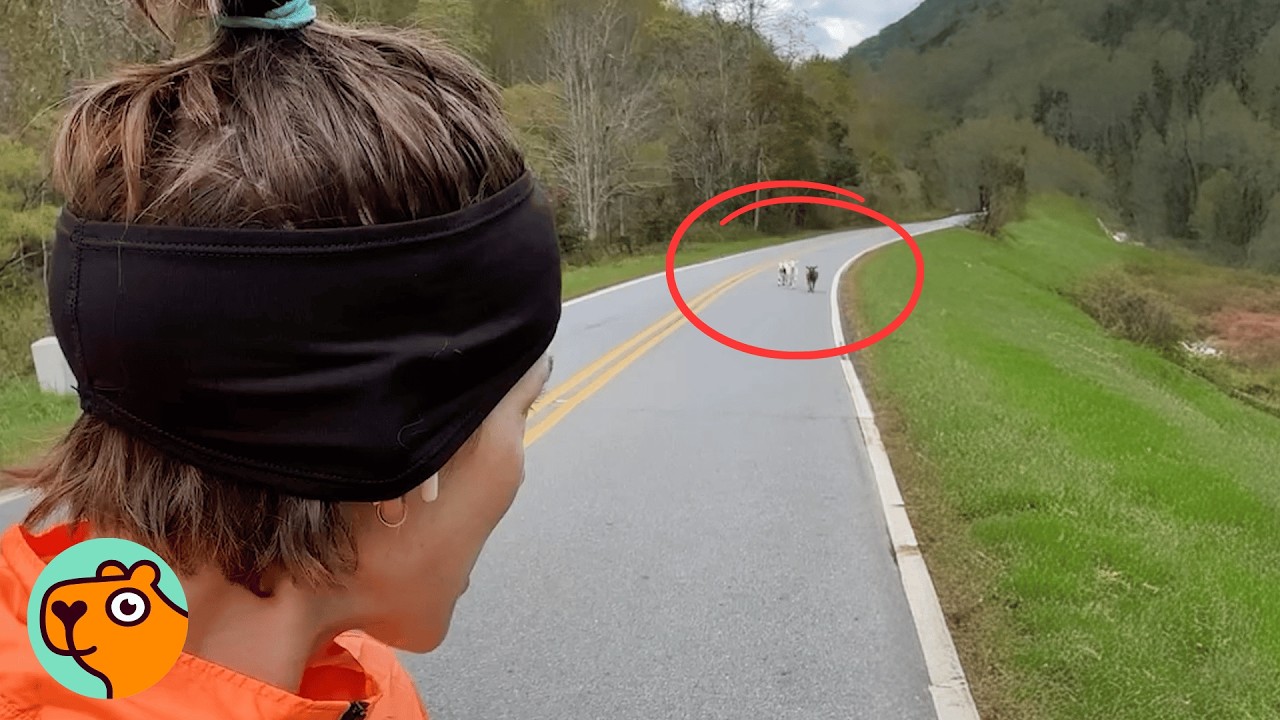Goats Escape In a Hurricane, Woman Finally Finds Them | Cuddle Buddies