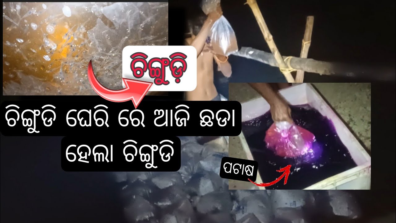 ଅନ୍ଧାର ରାତିରେ ଚିଙ୍ଗୁଡି ଘେରିର ଦୃଶ୍ୟ 🔥 | ଲକ୍ଷ ଲକ୍ଷ ଟଙ୍କାର ଚିଙ୍ଗୁଡି ଜାଆଁଳ ଛଡାଗଲା 🦐