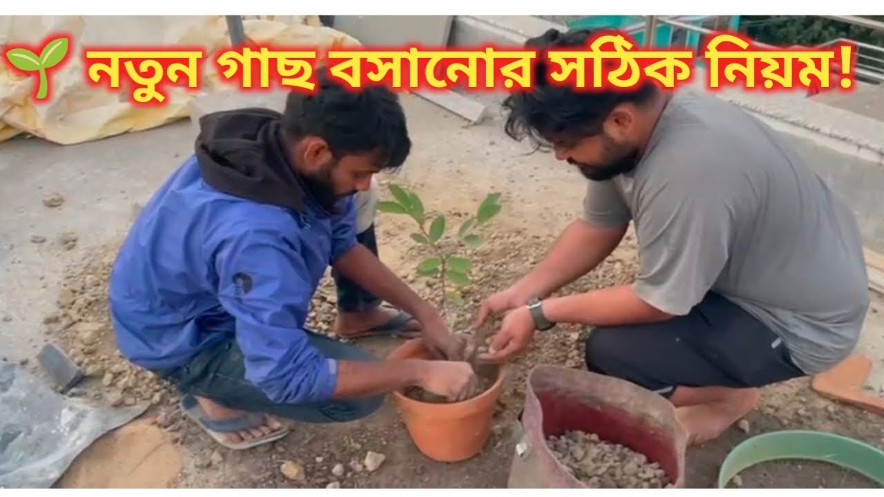 নতুন গাছ কিনে কীভাবে বসাবেন? মাটিতে কি কি দেবেন সম্পূর্ণ গাইড #gardening#chadbagan#gardeningtips