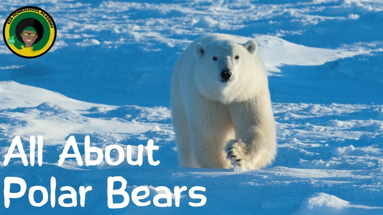 Polar Bear Life Cycle | All about Polar Bears