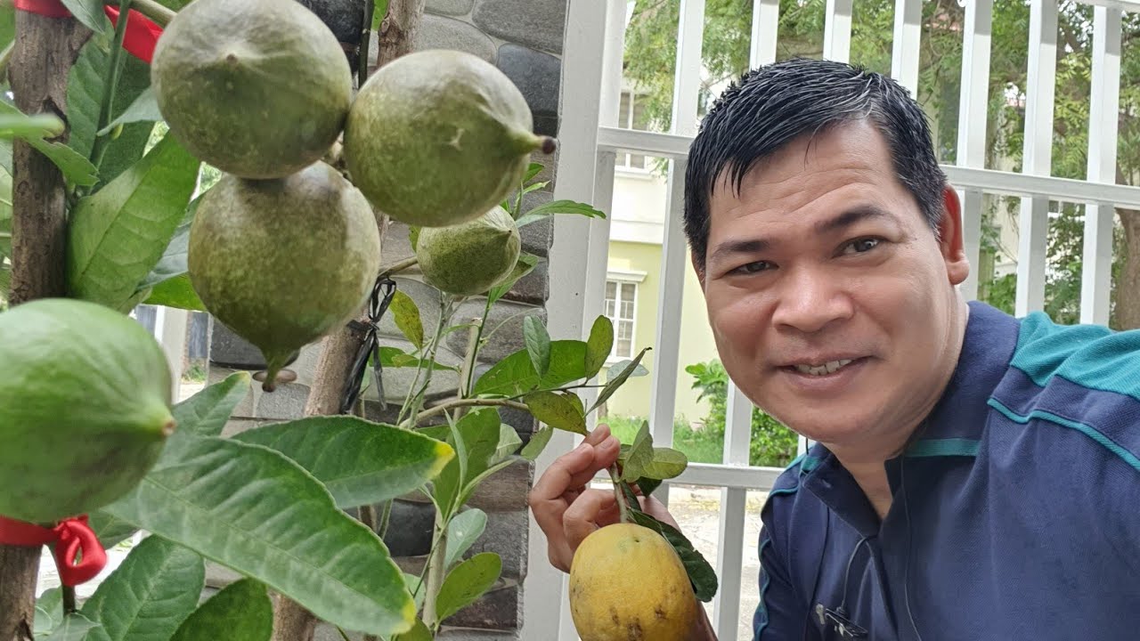 Step by Step na pag-MARCOTT NG LEMON: Pagtatnim at Pagpapabunga (with ENG subs)