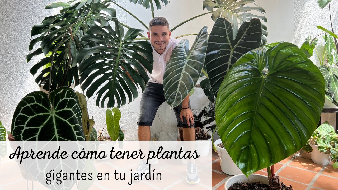 El secreto para tener HOJAS GRANDES EN TUS PLANTAS | formula para tener plantas grandes