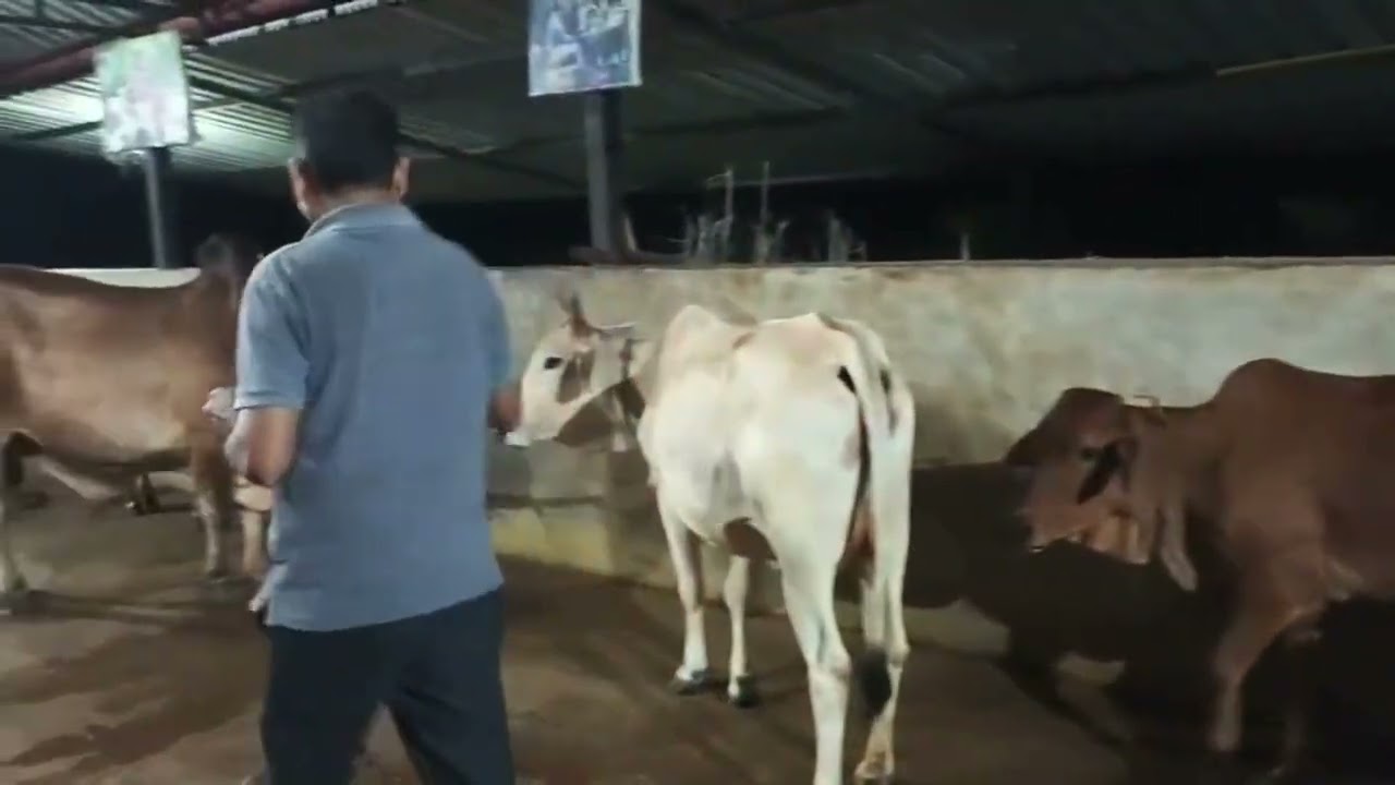 Today’s Gaushala Aarti – 18 August 2025 | Cow Worship for Peace & Prosperity