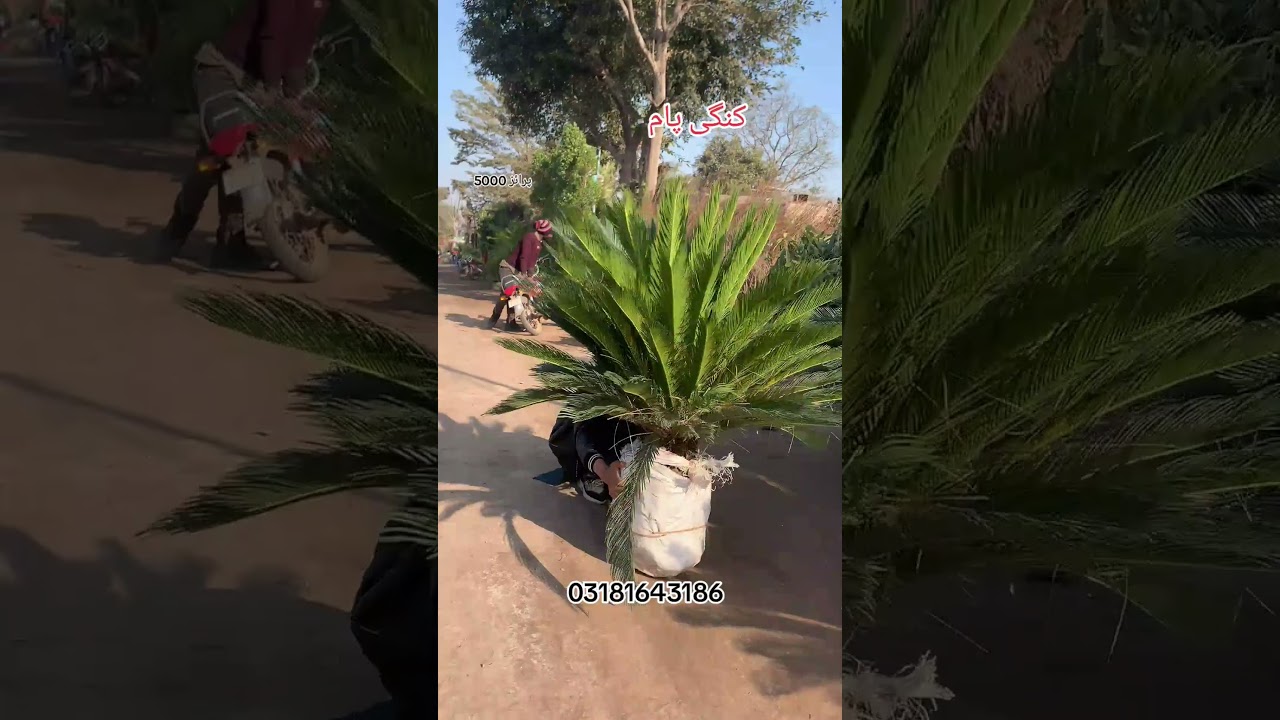 #unfrezzmyaccount