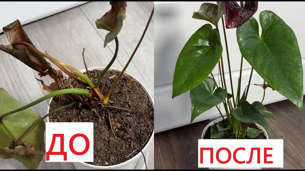 АНТУРИУМ СРОЧНОЕ СПАСЕНИЕ, даже гнилой антуриум вмиг оживет и сразу зацветет