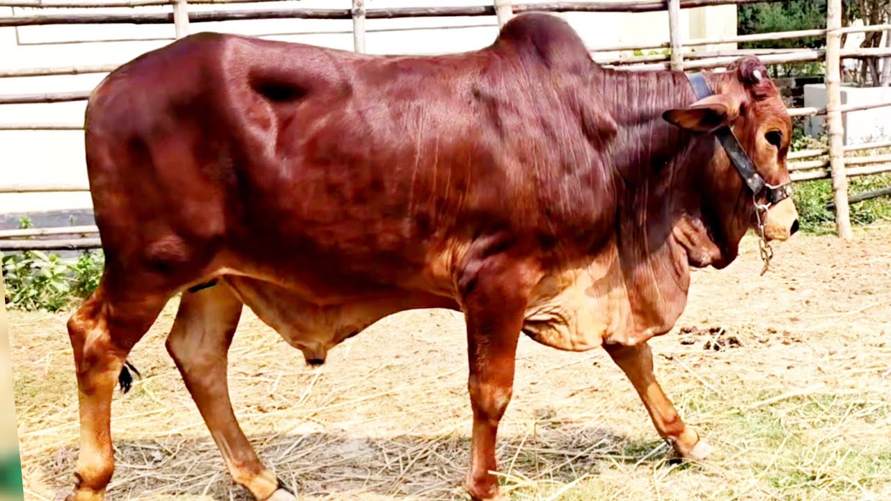 12/3/26/ঈদুল ফিতরের আগে মাত্র তিন পিস সেরা মানের গরুর প্যাকেজ নিয়ে হাজির হলো রিয়াদ ভাই।
