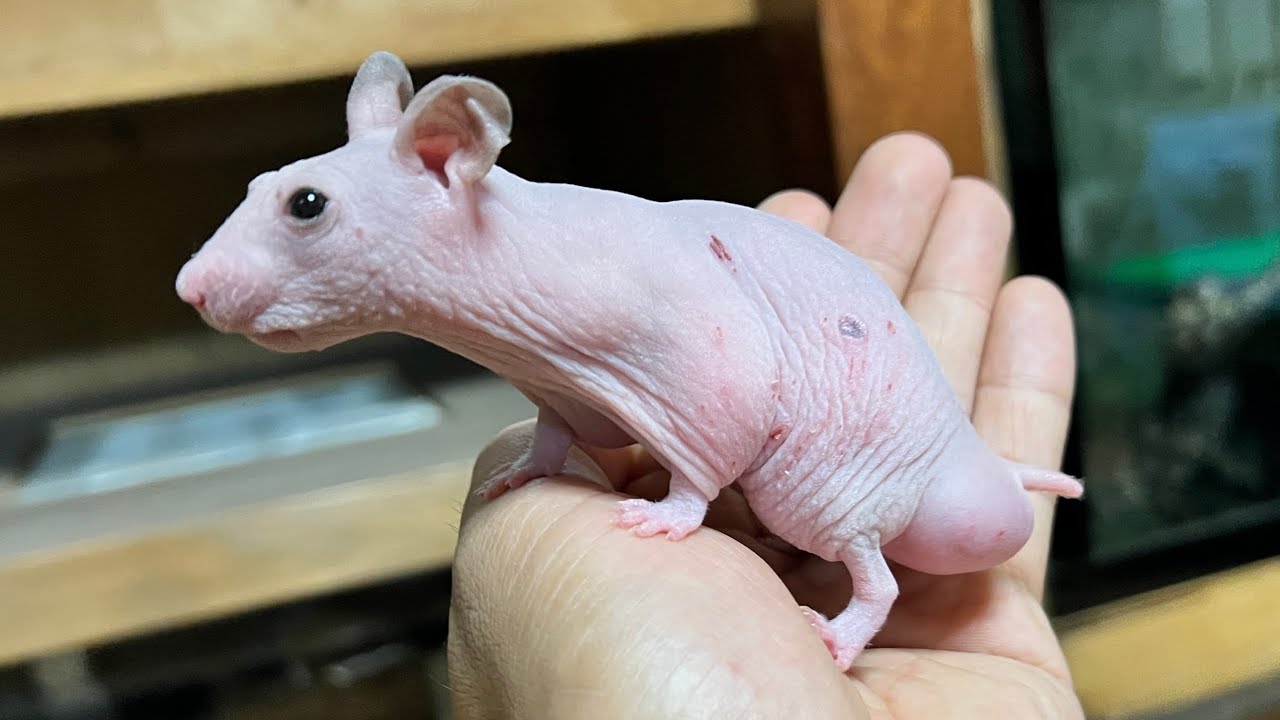 とんでもない生き物をお迎えしました